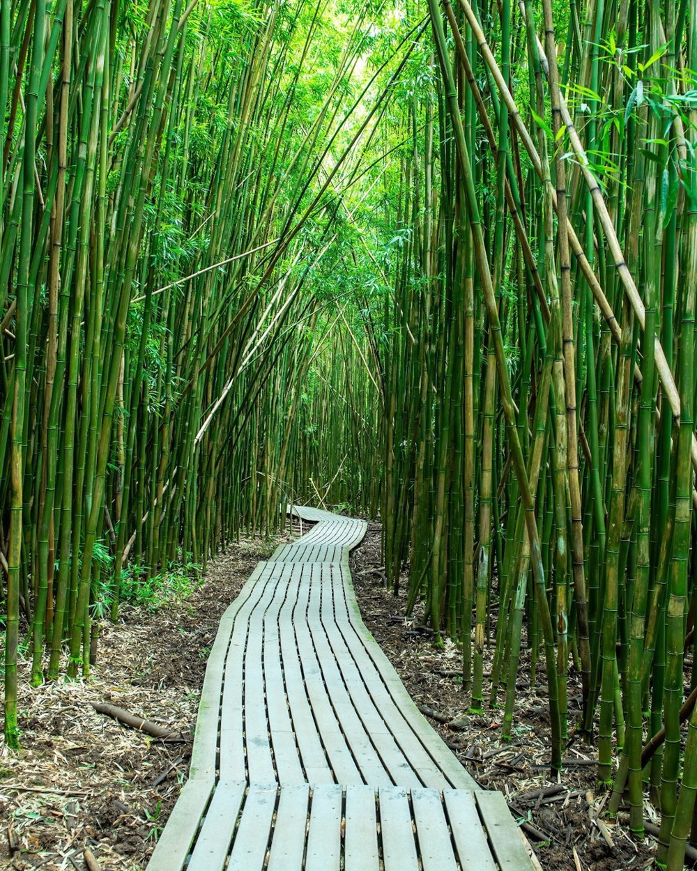 A boardwalk through a bamboo forest on Maui