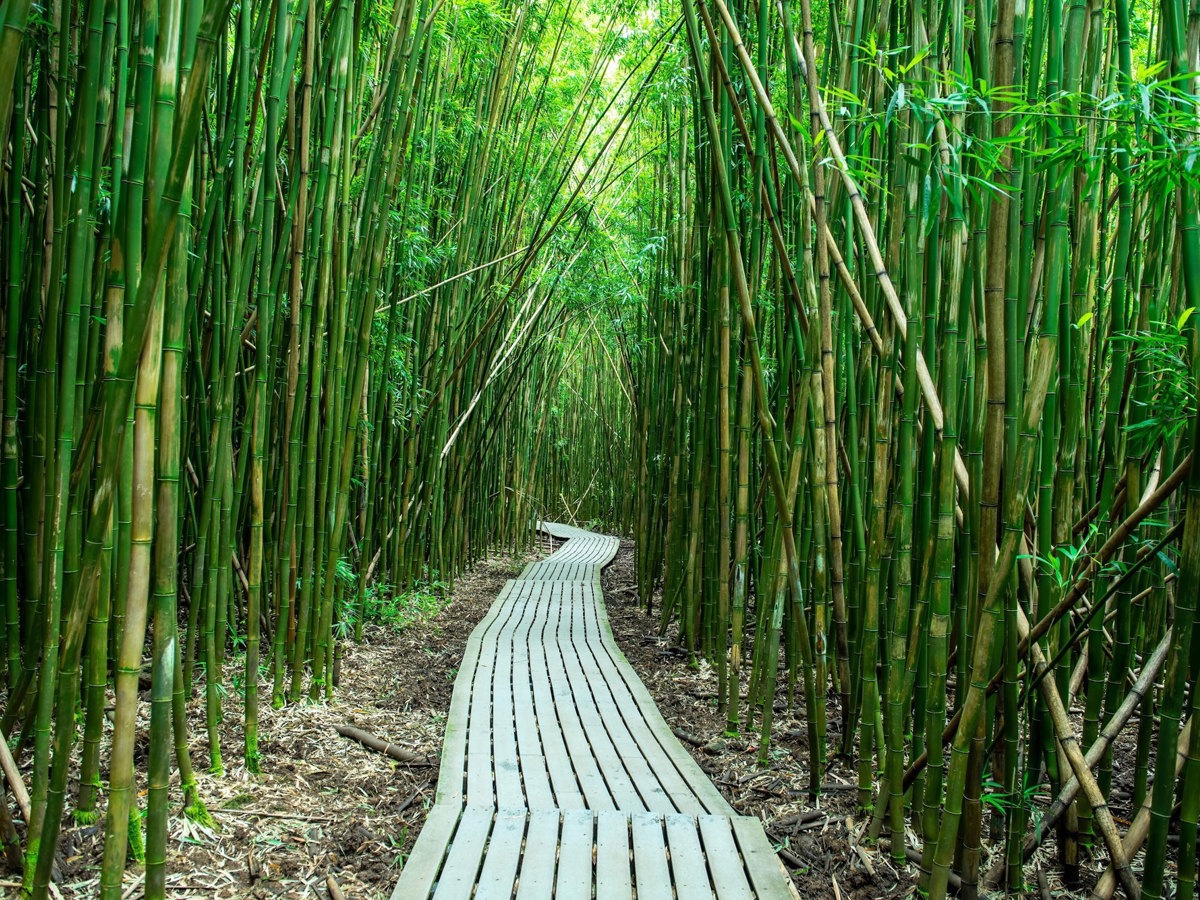 A boardwalk through the bamboo forest on Maui's Pīpīwai Trail