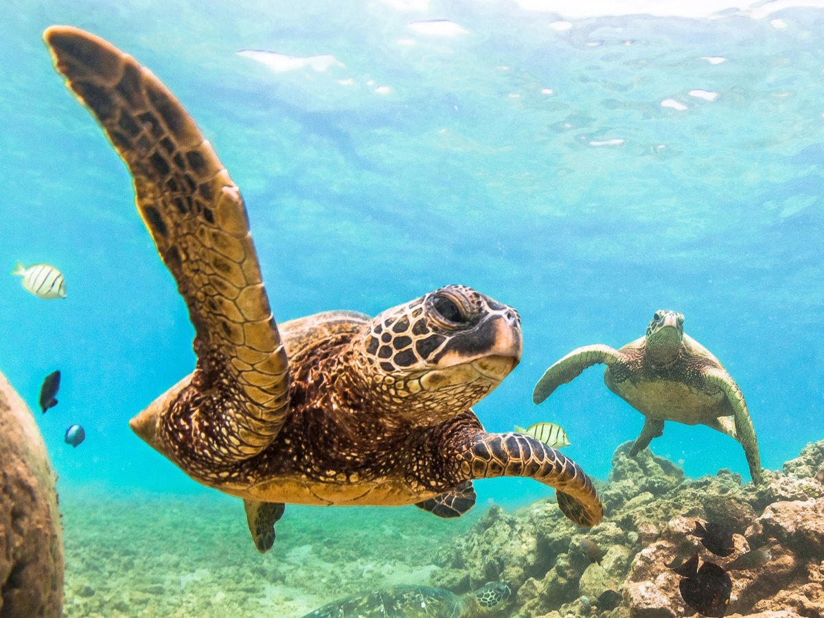 A green sea turtle swimming in clear Hawaiian water