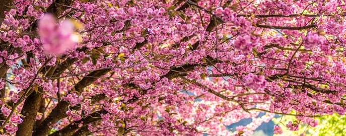 Best of Japan: Cherry Blossom Celebrity Cruise - March 2026