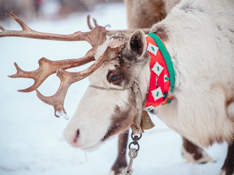 New Year in Arctic Circle Tour. Festival of the North