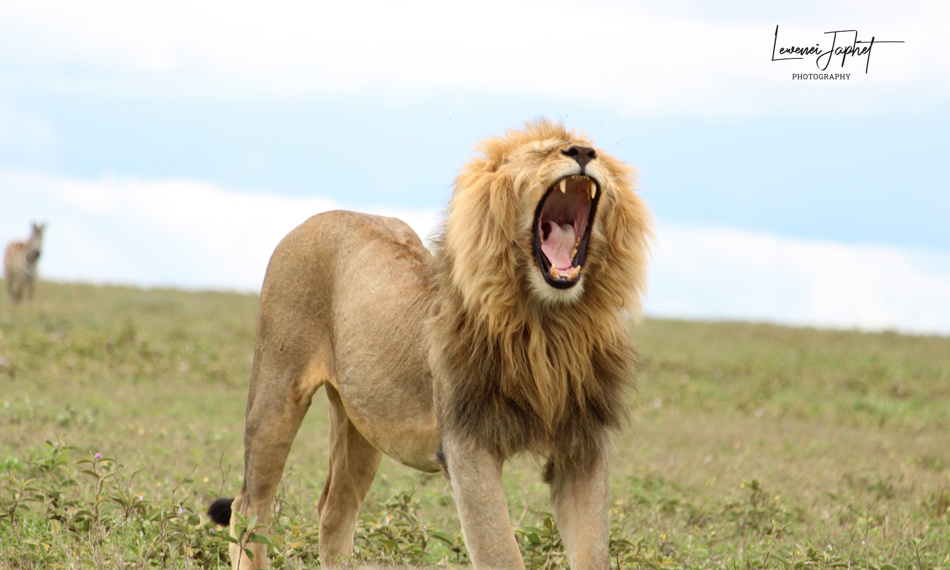 Lewenei Japhet, Tour Consultant and Safari Guide | LEWENEI TOURS AND ...