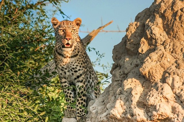 Leopard in the wild