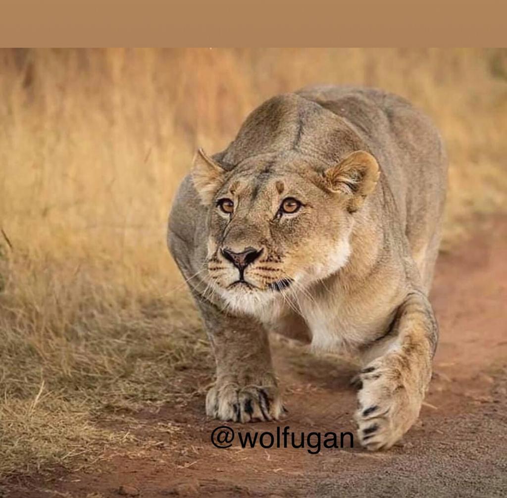 Lioness on the plains