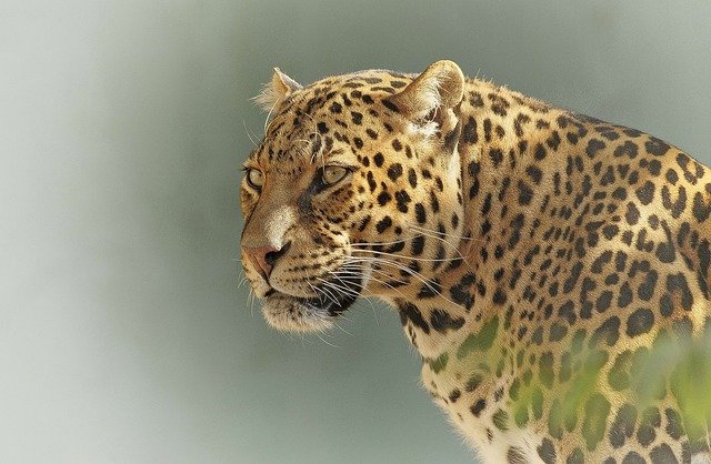 Leopard in Botswana