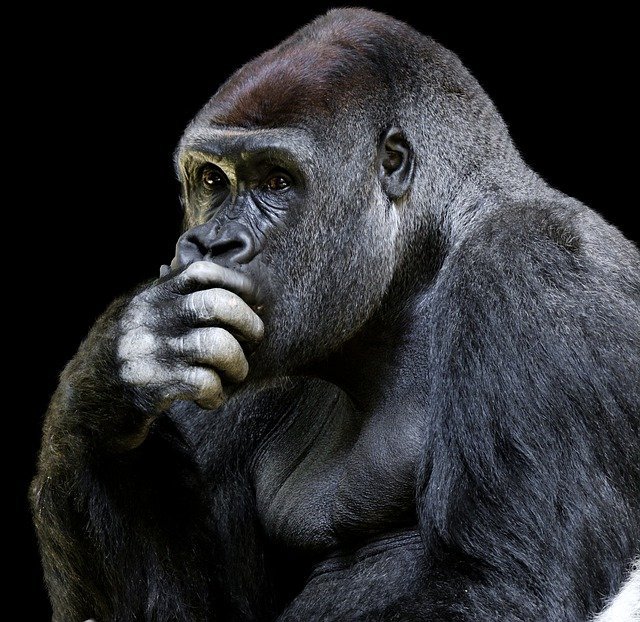 Mountain gorilla portrait