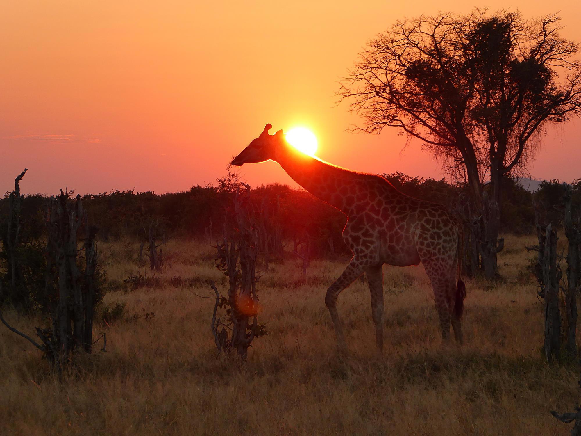 Giraffe at Botswana sunset