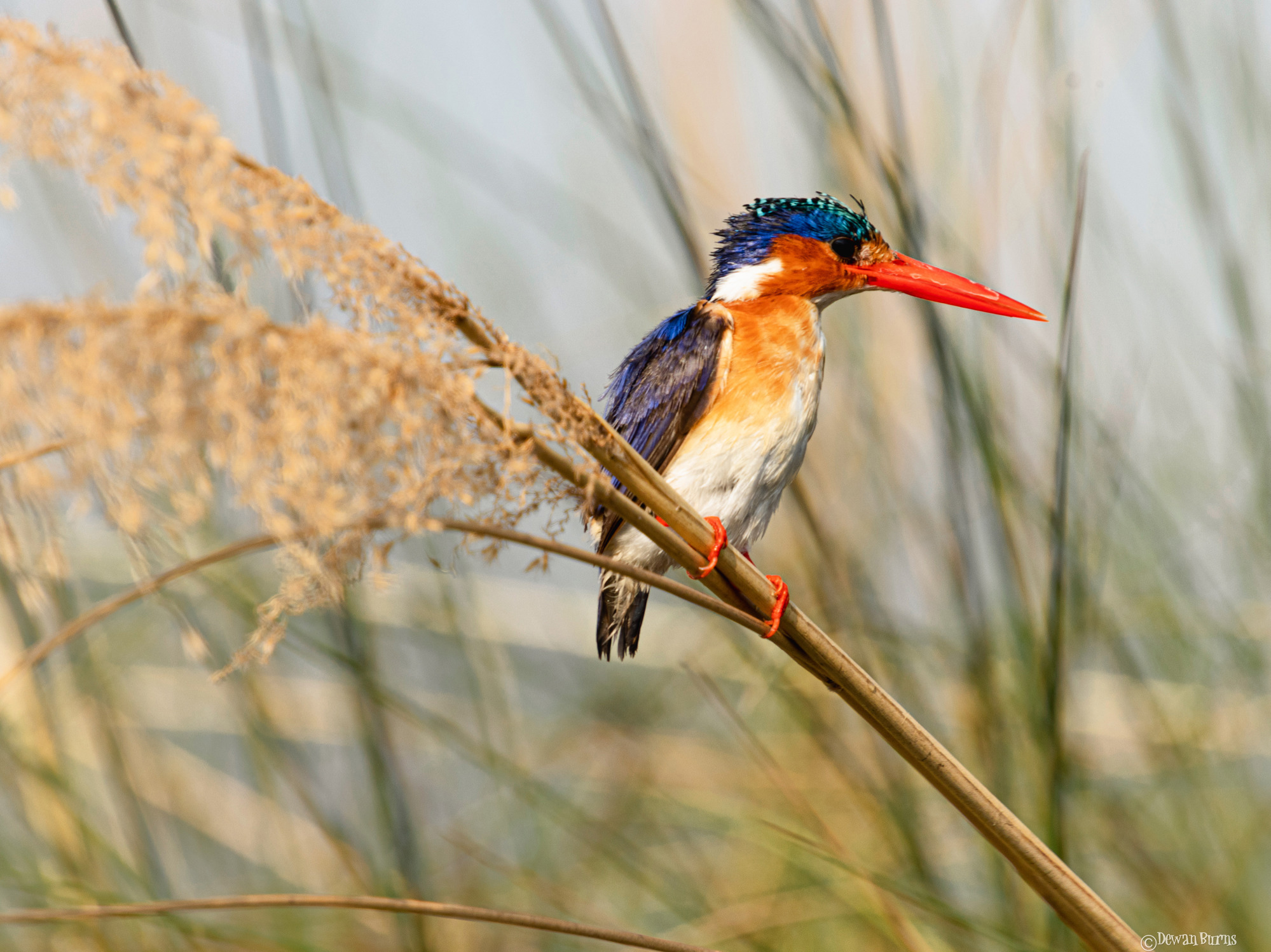 Malachite kingfisher in the Okavango Delta